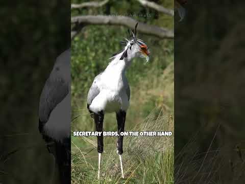 Secretary Bird |