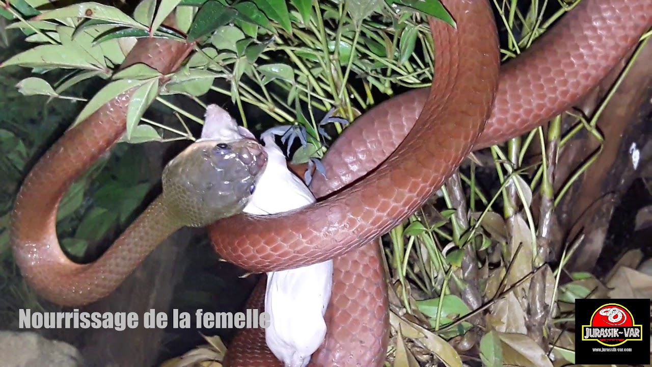 colubrids australia BOIGA NIGRICEPS - Séance de nourrissage nocturne
