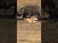 Lion Vs Buffalo S Gang Wildlifeentertainment Shortvideo Safari Viral