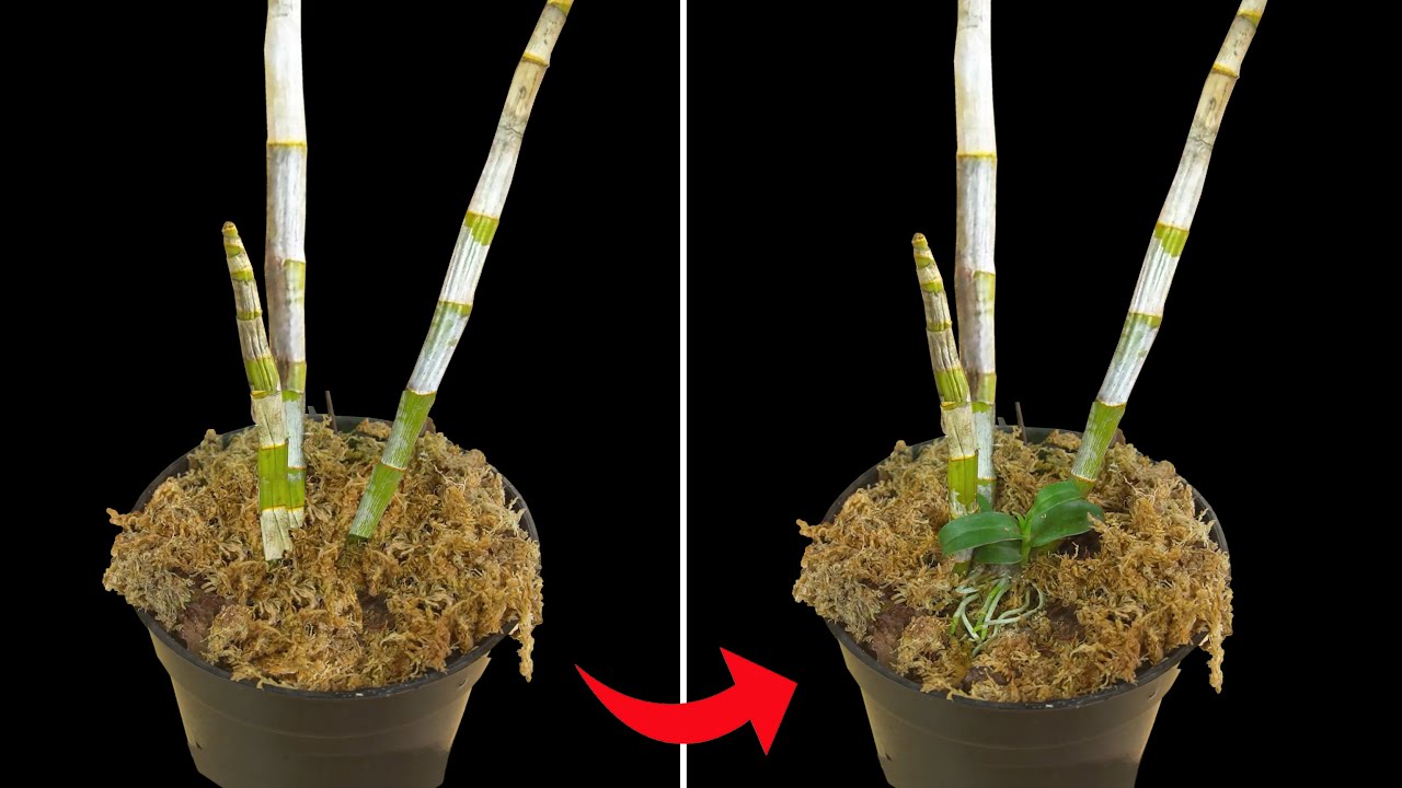 Tips Menumbuhkan Tunas & Akar Baru Dari Batang ANGGREK Yang Gundul YouTube