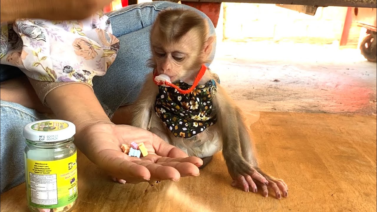 So much fun!! Mom teaches her adorable Baby monkey  LIORA to taste [D Milk] vitamin candy