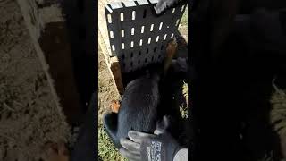 Monzar Vom Traata 7 Meseci Star O Ch Monstrum M Int Ch Bricava Spid