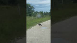 ALLIGATOR CROSSING in Florida! #Shorts