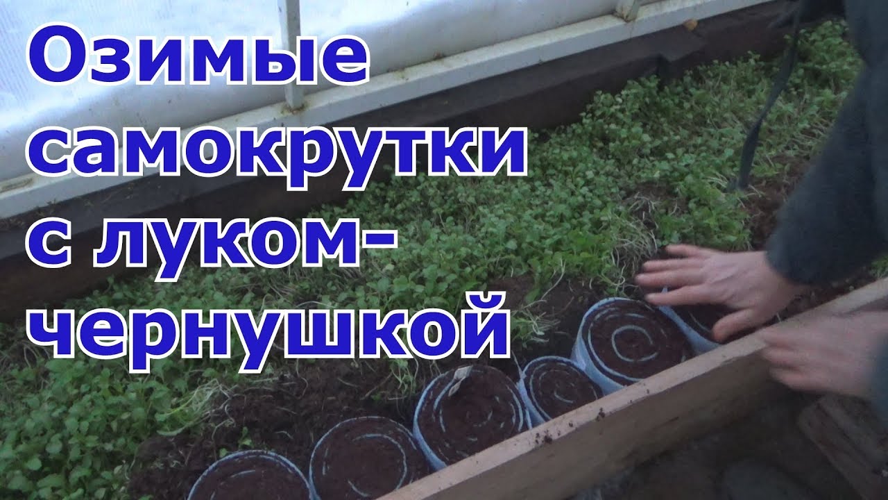 Подзимний посев лука-чернушки в самокрутки для теплицы - YouTube