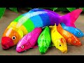 Stop motion asmr  crocodile catfish eel hunting colorful koi fish and rainbow carp  