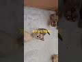 개구장이 3형제# 자유로움