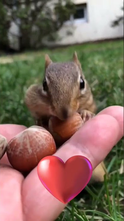 Chipmunk eating nuts 🐿️ #shorts #viral @AffanYawar