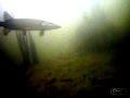 Video using an AQUA-FISH from aquatec