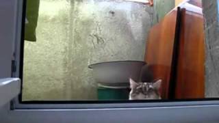 Inception Cat