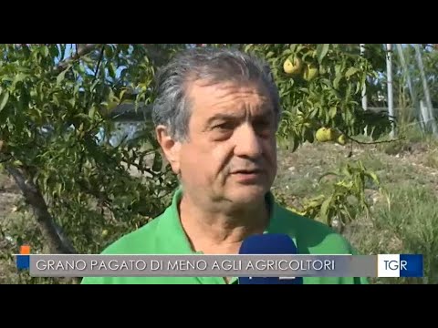 #Cereali: presidente #Copagri #Basilicata #Minichino al #TgrRai su allarme #prezzi (22/07/25)