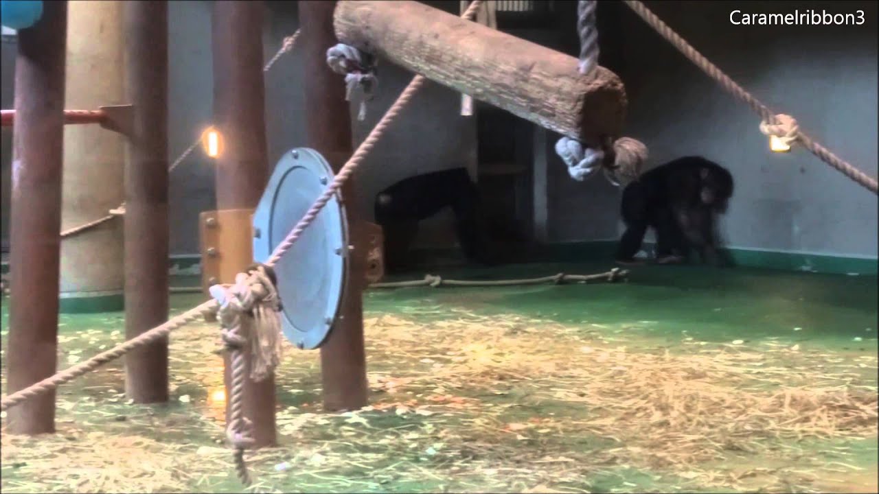 Asahiyama Zoo Chimps #7