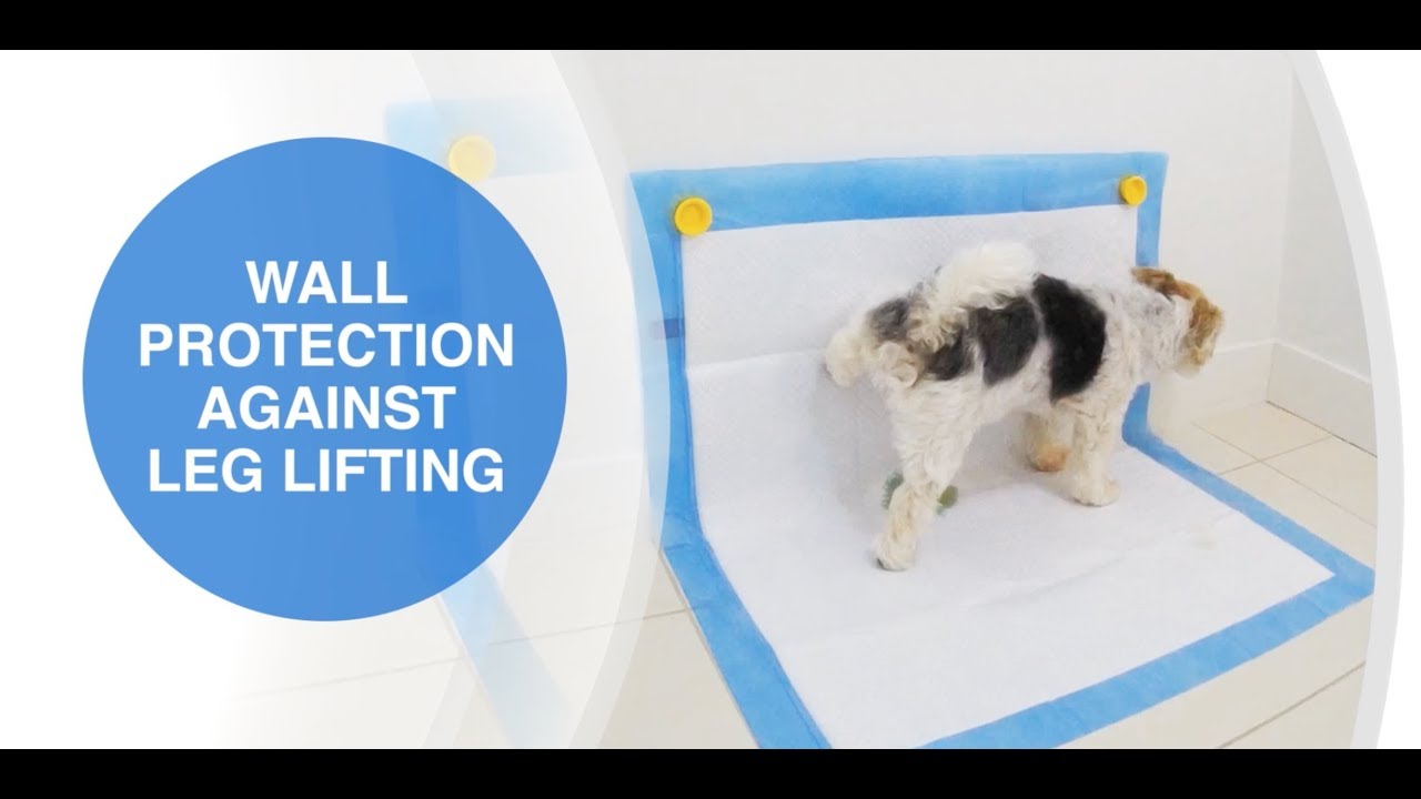 Dog Pee Pad Holder Near Me Dog Pee Pad Holder Near Me