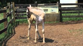 White Standardbred Colt June 2012 Fair Winds Farm NJ