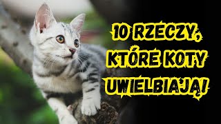 10 rzeczy, które koty uwielbiają!