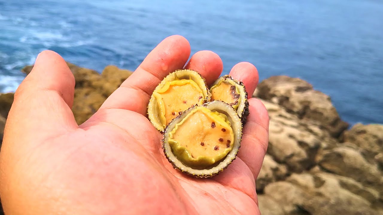 餌代0円】カラス貝を獲って魚釣りしてきたよ！【自給自足
