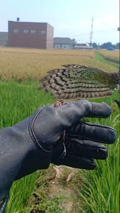 latih skil burung alap