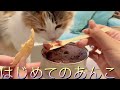 生まれて初めて食べるあんこが美味しすぎて止まらない#子猫 #4ヶ月 #サイベリアン #京都祇園あのん #あんぽーね #もなか