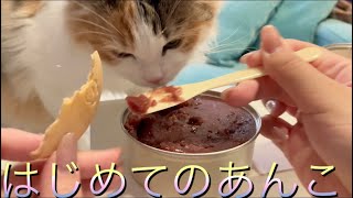 生まれて初めて食べるあんこが美味しすぎて止まらない#子猫 #4ヶ月 #サイベリアン #京都祇園あのん #あんぽーね #もなか