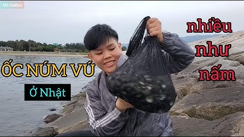 Nhặc  ỐC NÚM VÚ-ỐC NÓN LÁ mỏi tay ở biển NHẬT. Cuộc sống thú vị ở Nhật #17