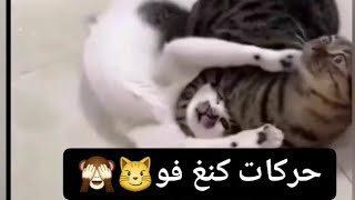 حيوانات الكنغ فو