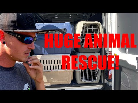 HUGE ANIMAL RESCUE!!!