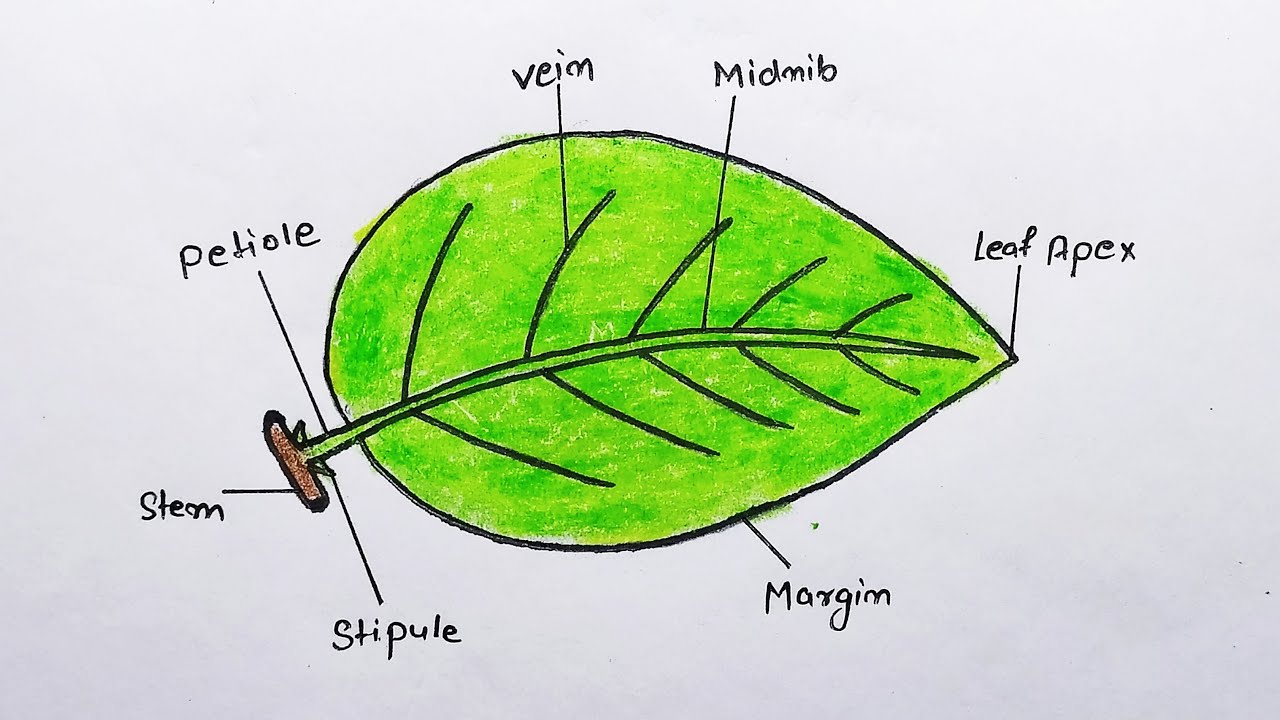How to draw different parts of leaf step by step || tree leaf part ...