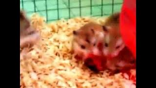 Cannibal hamster (never keep multiple hamsters in a cage)