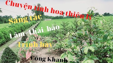 chuyện tình hoa thiên lý trình bày Nguyễn Công Khanh