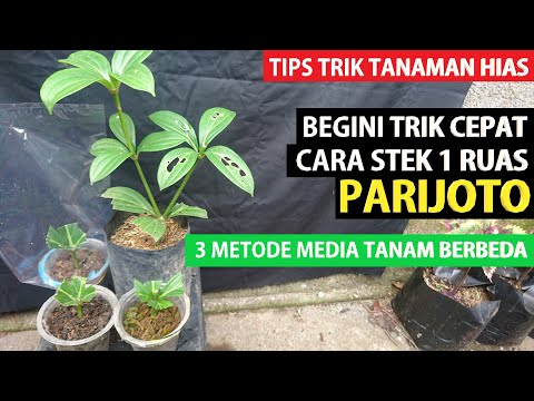 Video: Perbanyakan stek dan biji lavender. Cara menanam lavender