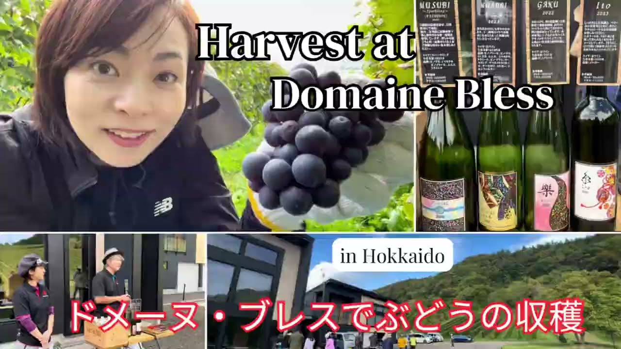 【Domaine Bless】北海道仁木町のドメーヌ・ブレスでぶどう収穫とワインテイスティング。Grape harvest at Domaine Bless and wine tasting