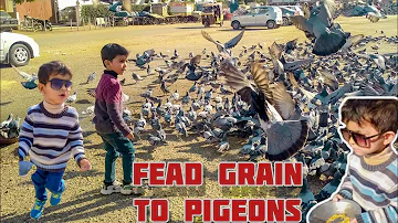 Eshaan & Roshaan fead grain to pigeons - Sunday outing shopping day- Babylicious vlog