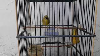 MASTERAN BURUNG PLECI SATU JALUR CARA MEMBUAT BURUNG PLECI ANDA BUKA PARUH