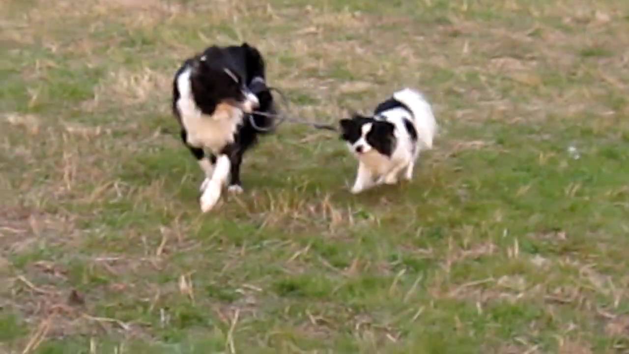 【希少】リサラーソン コリー ウーフシリーズ collie hound 犬 - mojaapoteka.net