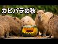 【LIVE】カピバラのハロウィン