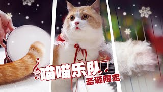 【喵来啦】喵喵乐队出道用猫叫编了首歌祝大家圣诞快乐