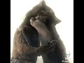 Rocket raccoon edit