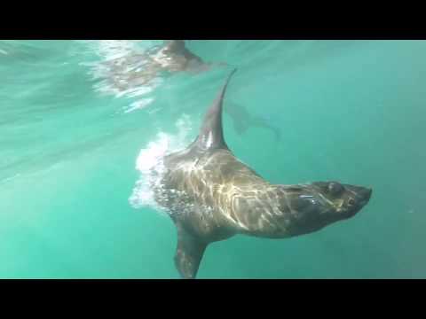 Seal search in South Africa