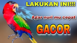 Cara merawat burung nuri kepala hitam agar cepat gacor