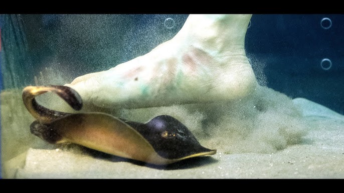 Jinsiy aloqa paytida siyayotgan qizlar video