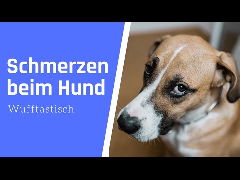 7 Zeichen dafür, dass dein Hund Schmerzen hat ❌