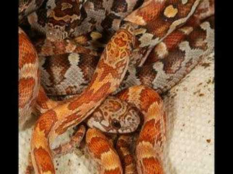 corn snake morphs Baby corns from 2007 season