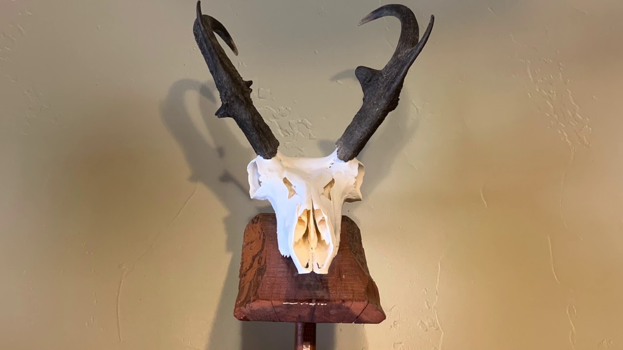 European Mounting Deer YouTube