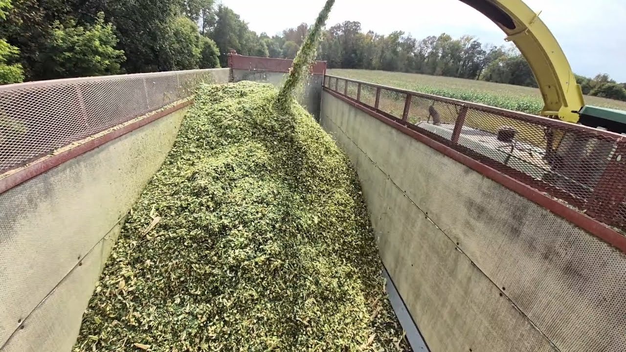 For the cool peeps who want to watch a silage wagon get filled!