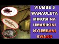 VIUMBE 5 WANAOVUTA MIKOSI NA UMASIKINI KATIKA NYUMBA YAKO Usipuuzie UKIWAONA