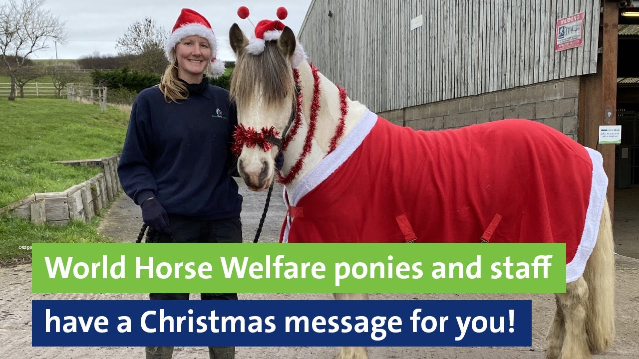 World Horse Welfare ponies and staff have a Christmas message for you ...