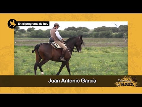 Vídeo: Hípica De Raça De Cavall De Sang Blanca Hipoal·lergènica, De Salut I De Vida