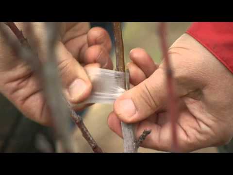 Video: Kesk-USA okaspuud – parimad okaspuud Ohio oru maastike jaoks