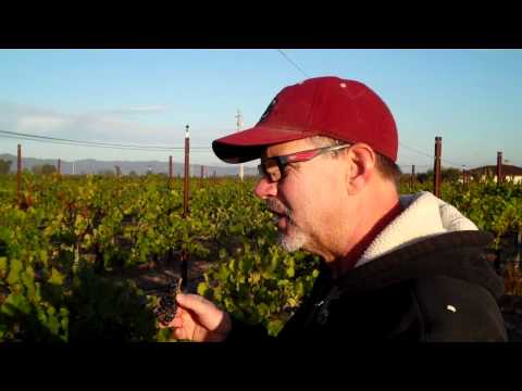 Portalupi Wines: Bird Control in the Vineyards.MP4