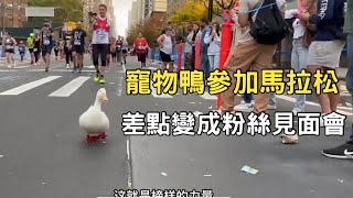 主人發現自己的寵物鴨特別會跑，決定幫他報名馬拉松!#鴨子 #寵物#馬拉松#真實故事