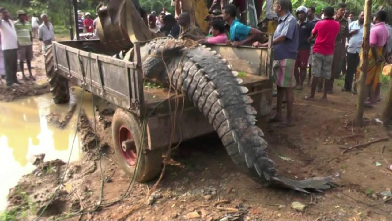 Mamba mkubwa aliyekwama Sri Lanka aachiliwa huru